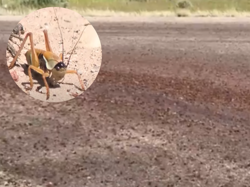 Najezda mormonskih cvrčaka u SAD-u: Kanibalski kukci prekrili ceste i kuće