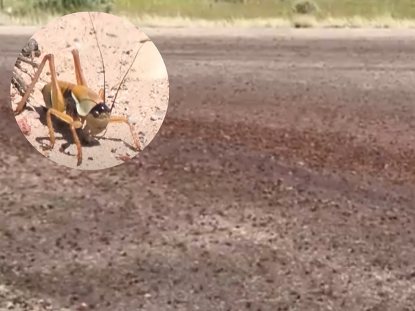 Najezda mormonskih cvrčaka u SAD-u: Kanibalski kukci prekrili ceste i kuće