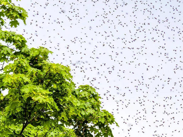 Najezda pčela u Banjaluci, pčelari zatrpani pozivima