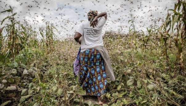 Najezda skakavaca na indijski grad Gurugram