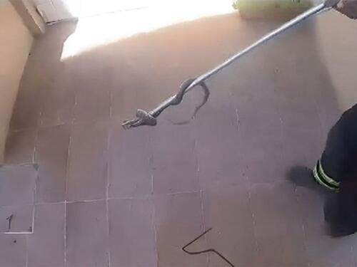 Najezda zmija u Splitu, građani u panici