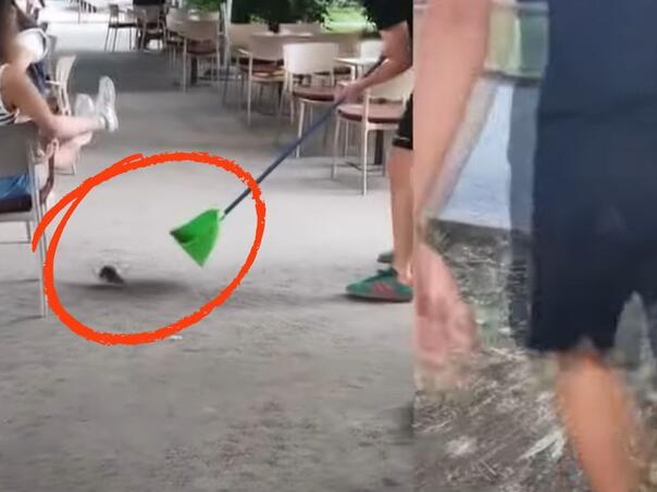 Najezda žohara i pacova u Tuzli: Građani strahuju za zdravlje