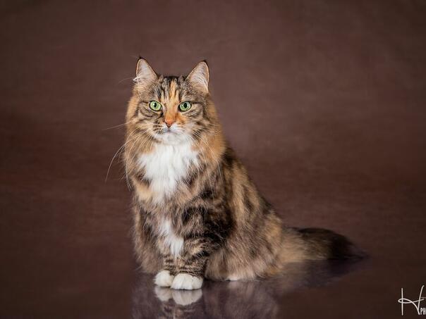 Najljepša mačka na svijetu za vikend u Opatiji