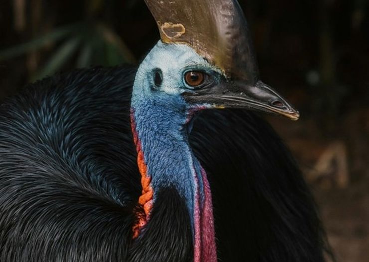 Najopasnijoj ptici na svijetu prijeti izumiranje zbog ljudi