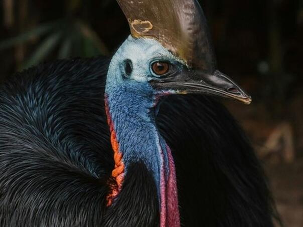 Najopasnijoj ptici na svijetu prijeti izumiranje zbog ljudi