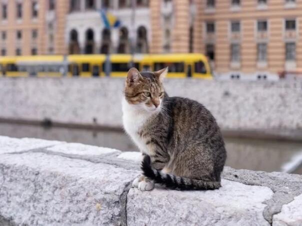 Najpoznatiji sarajevski mačak ponovo nestao, jeste li ga vidjeli?