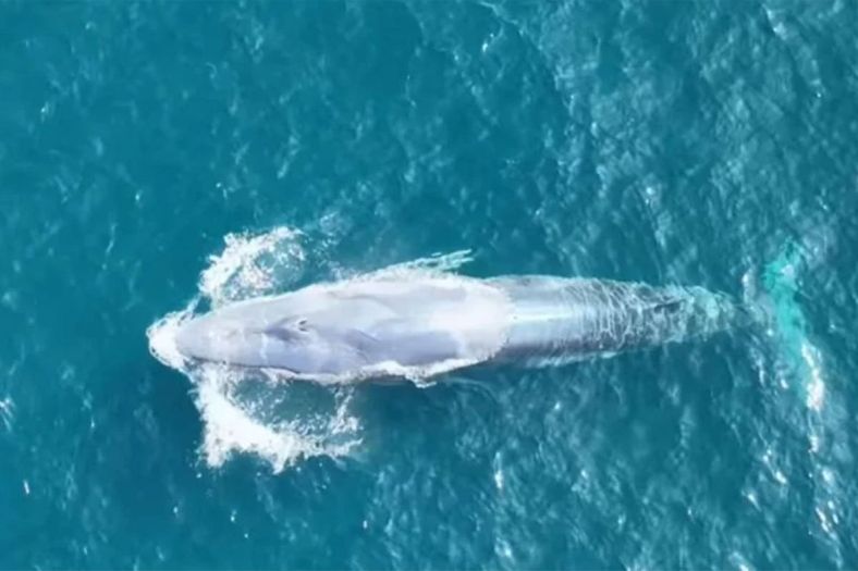 Najrjeđi kit na svijetu snimljen tek drugi put u historiji čovječanstva