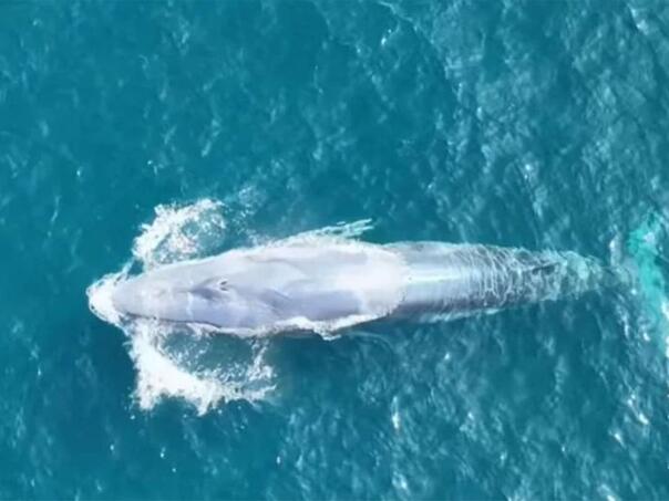 Najrjeđi kit na svijetu snimljen tek drugi put u historiji čovječanstva