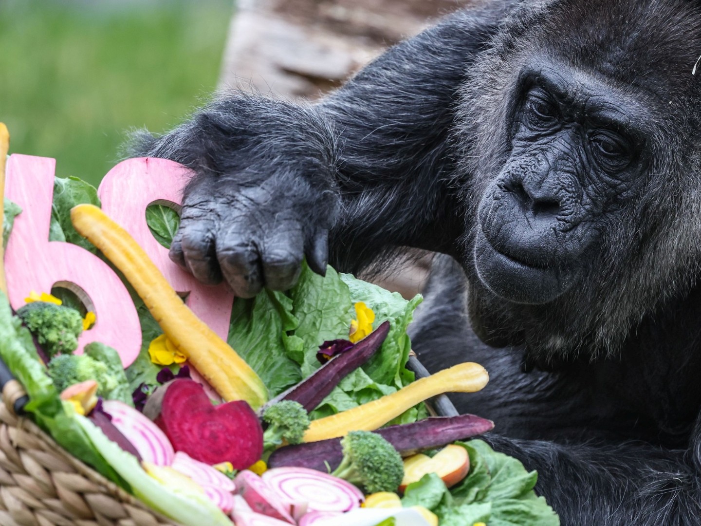 Najstarija gorila na svijetu proslavila 69. rođendan