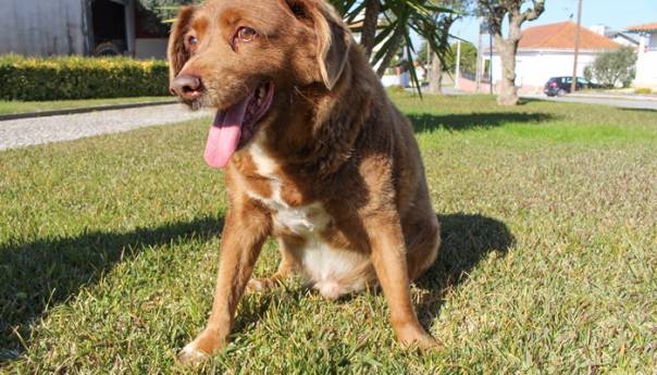 Najstariji pas na svijetu napunio 31 godinu