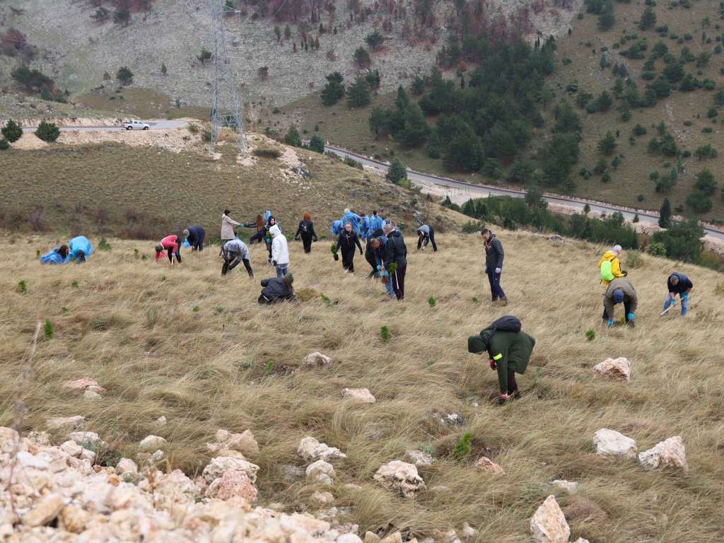 Najveća volonterska akcija pošumljavanja opožarenih područja na Fortici