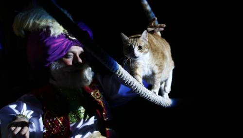 Najveće zvijezde mačjeg glumišta već tri decenije osvajaju moskovsku publiku