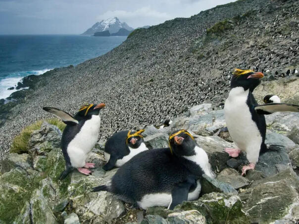 Najveći ledeni brijeg na svijetu se nasukao na ostrvo na kojem živi na milione pingvina