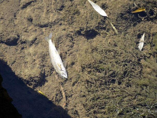 Nakon laboratorijske analize će se znati tačan uzrok ekološkog incidenta u rijeci Bosni