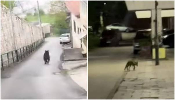 Nakon medvjeda na Vratniku, uočena i lisica na Mojmilu