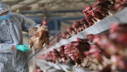 Nakon slučaja u Hrvatskoj, oprez zbog ptičije gripe potreban i u BiH