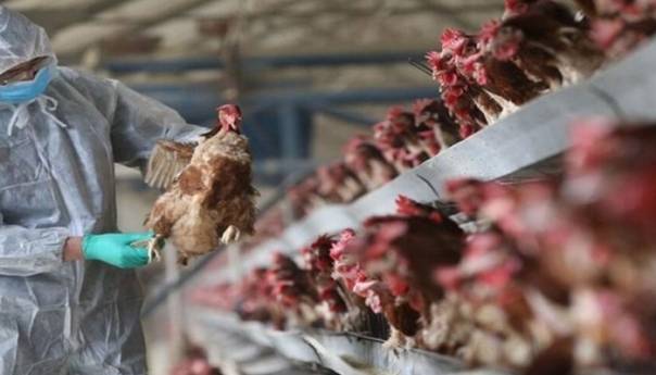 Nakon slučaja u Hrvatskoj, oprez zbog ptičije gripe potreban i u BiH