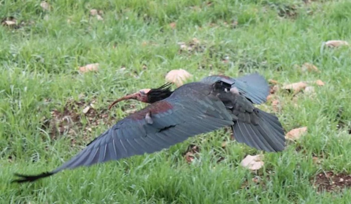 Nakon više od 200 godina ćelavi ibis viđen u dolini Neretve