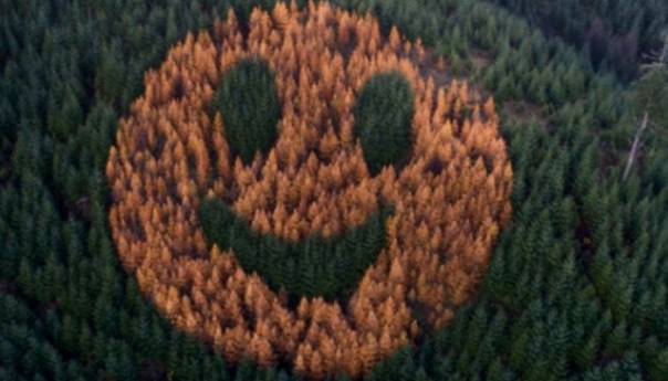 Nasmijana šuma u Oregonu; Smajli iz krošnji drveta