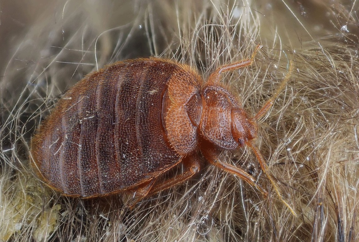 Nastavlja se drama sa stjenicama u Rijeci, građani očajni 