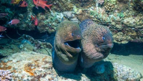 Naučnici: Ljudi su ugrozili jegulje, prijeti im izumiranje