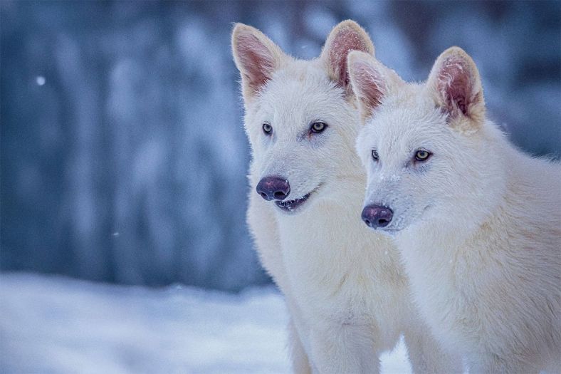 Naučnici 'oživjeli' izumrlu vrstu vuka, nadziru ih na posebnoj lokaciji