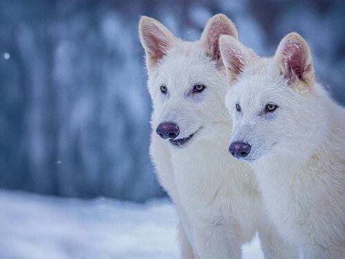 Naučnici 'oživjeli' izumrlu vrstu vuka, nadziru ih na posebnoj lokaciji