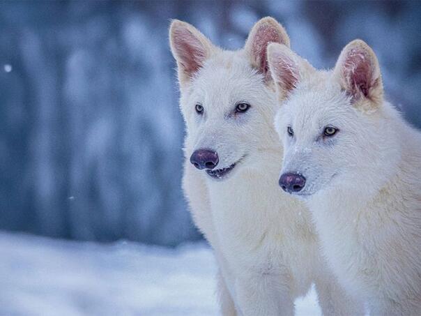 Naučnici 'oživjeli' izumrlu vrstu vuka, nadziru ih na posebnoj lokaciji