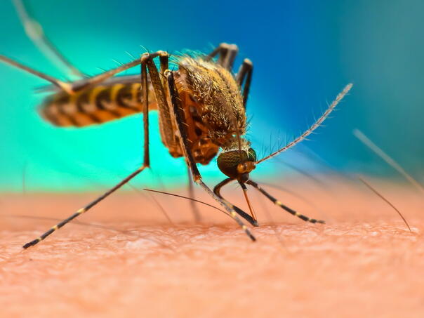 Naučnici predlažu novi način liječenja komaraca od malarije