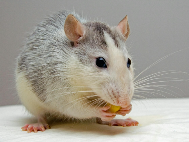 Naučnici preokrenuli gubitak pamćenja kod miševa jačanjem moždanih ćelija