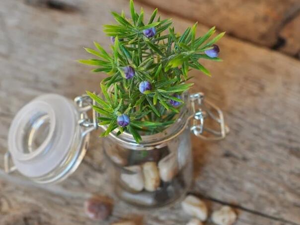 Naučnici razvijaju vještačke biljke koje prečišćavaju vazduh i generišu struju