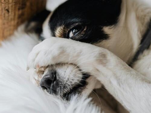 Nauka potvrđuje: Psi zaista imaju svoj osmijeh