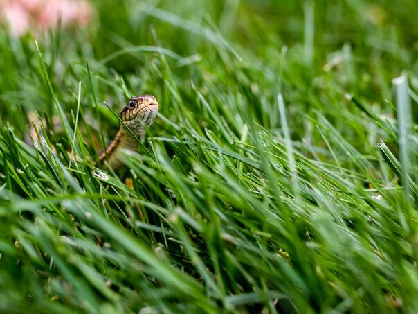 Ne radite ovo ako vidite zmiju – moglo bi vas koštati života
