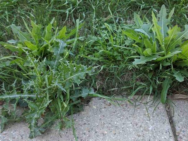 Ne uništavajte korov ovim, pravite veliku štetu