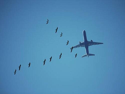 Nebo iznad Londona: Avion se sudario s labudovima