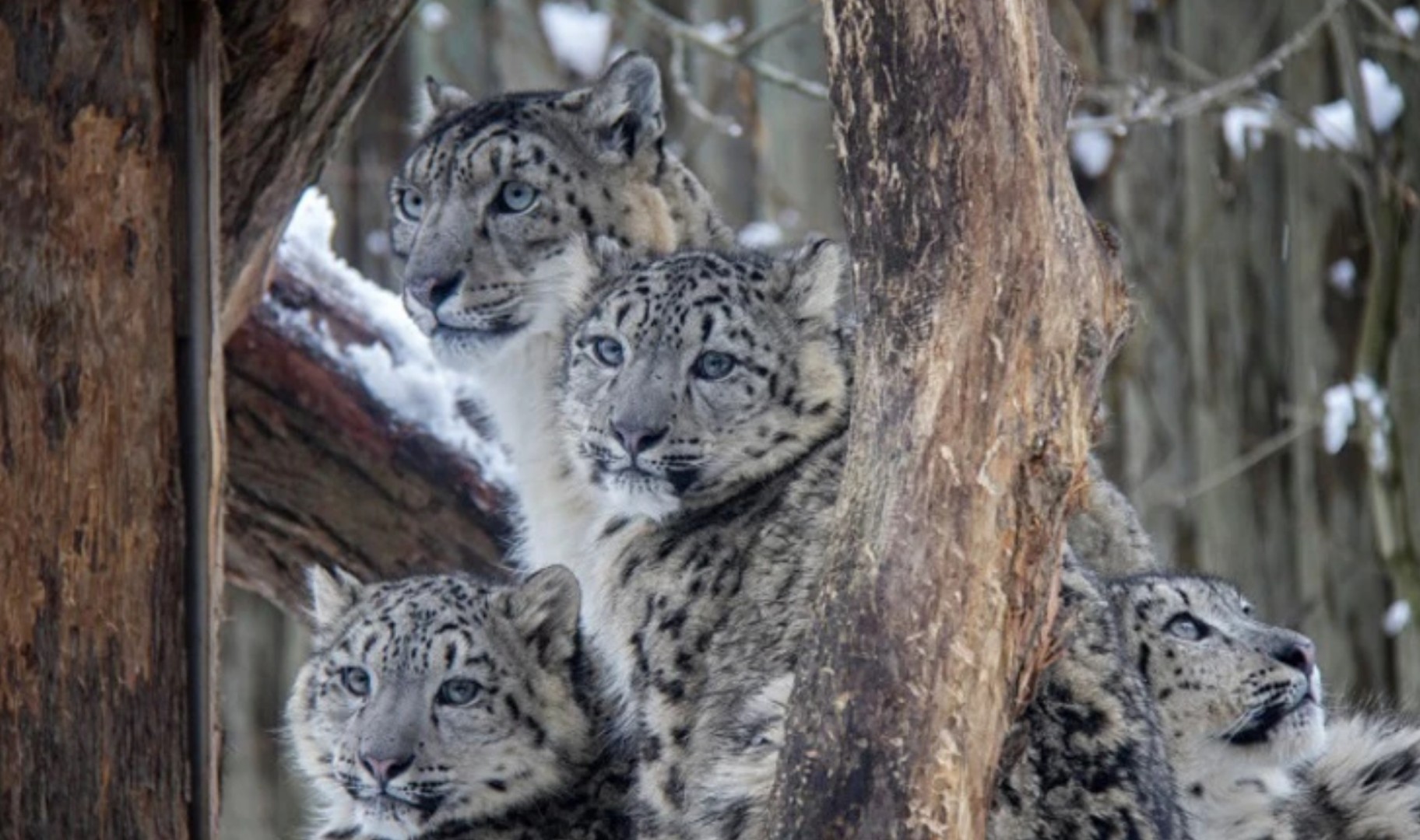 Nebraska: Tri snježna leoparda umrla od korone