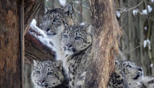 Nebraska: Tri snježna leoparda umrla od korone