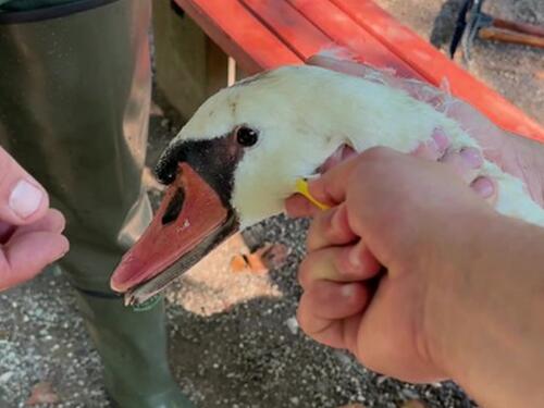 Neko se na Ilidži iživljavao nad labudom, vrijedna ekipa spasila životinju!