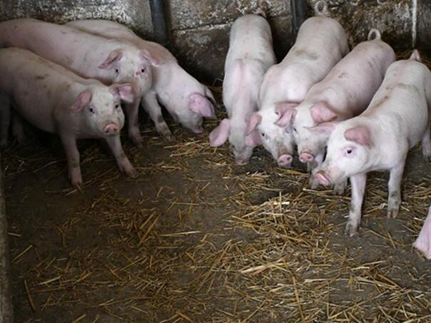 Nema mjesta za opuštanje: U RS-u još traje borba sa afričkom kugom svinja