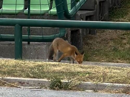 Neobičan 'gost' posjetio trening Aktobea na Koševu