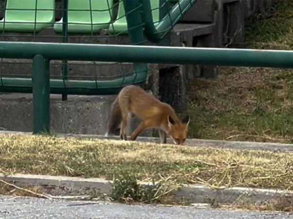 Neobičan 'gost' posjetio trening Aktobea na Koševu