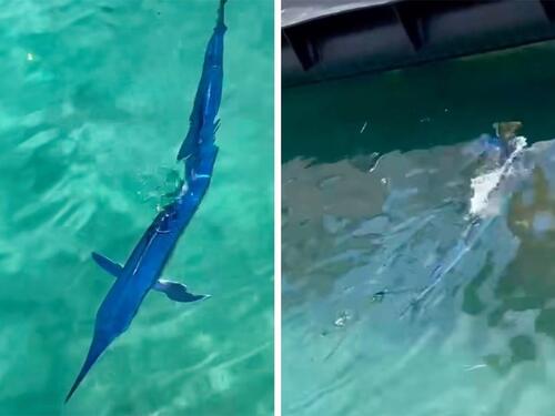 Neobičan gost u luci Makarska, snimljena riba duga preko dva metra