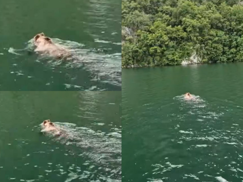 Neobičan prizor na Drini: Mrki medvjed iznenadio turiste u plovidbi