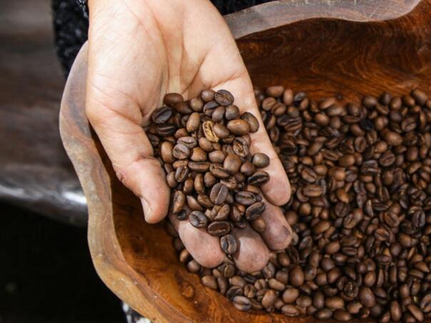Neočekivano dobra berba kafe u Brazilu: Hoće li se mijenjati cijene?