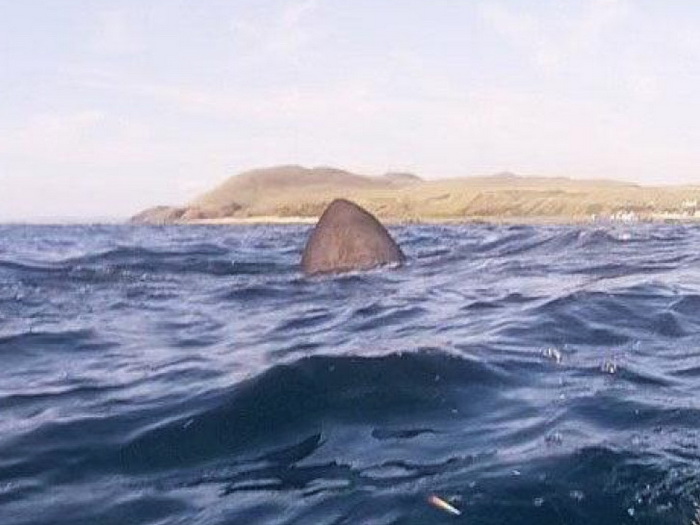 Nestvarna snimka iz Istre, kraj broda izronila golema peraja