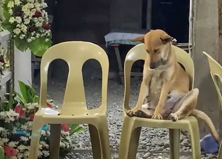 Neutješni pas satima tugovao iznad kovčega svog vlasnika