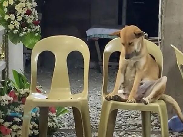 Neutješni pas satima tugovao iznad kovčega svog vlasnika