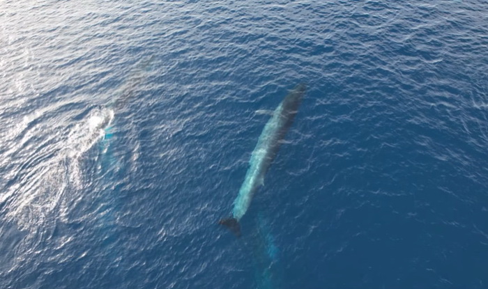 Nevjerojatan prizor: Kod Visa dronom snimili desetak kitova