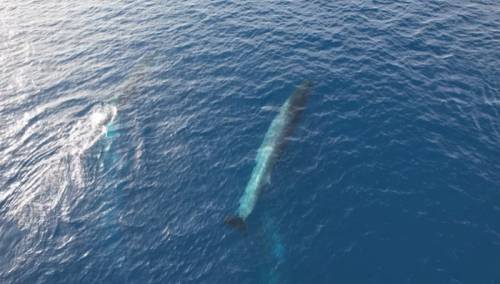 Nevjerojatan prizor: Kod Visa dronom snimili desetak kitova