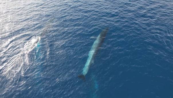 Nevjerojatan prizor: Kod Visa dronom snimili desetak kitova